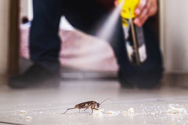 Reliable Sitka, AK Pest Control Solutions